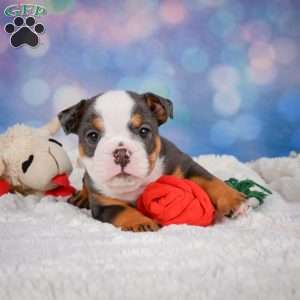 Bruno, Miniature Bulldog Puppy
